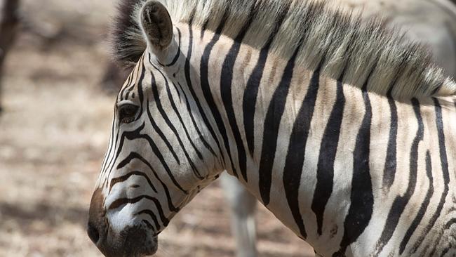 Extinct zebra subspecies brought back to life | The Advertiser