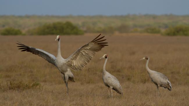 Brolgas at Broome Bird Observatory. Picture: Rick Else