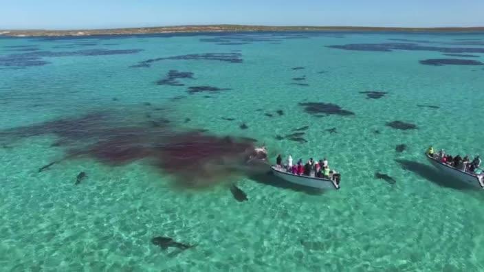 WA tour operator captures incredible shark feeding frenzy