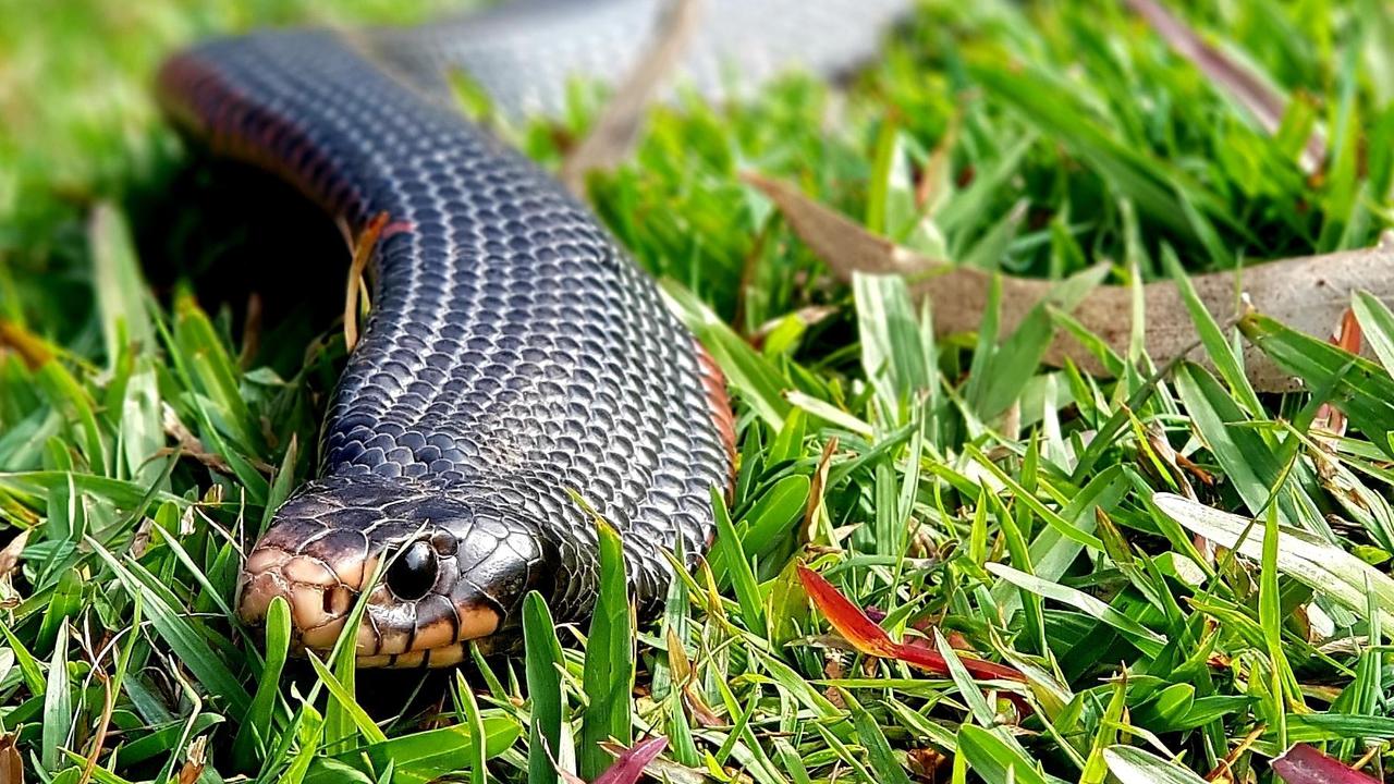 Gold Coast and Brisbane Snake Catcher Tony Harrison's best photos. Photo: Gold Coast and Brisbane Snake Catcher