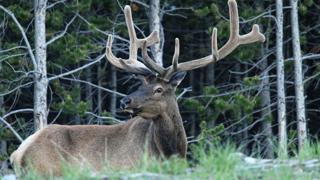 A Bull Elk searches for food in Yellowstone National Park. Picture: istock