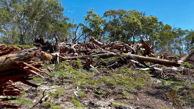 Trees felled on native title land at Point Lookout. Picture: courtesy of Save Straddie