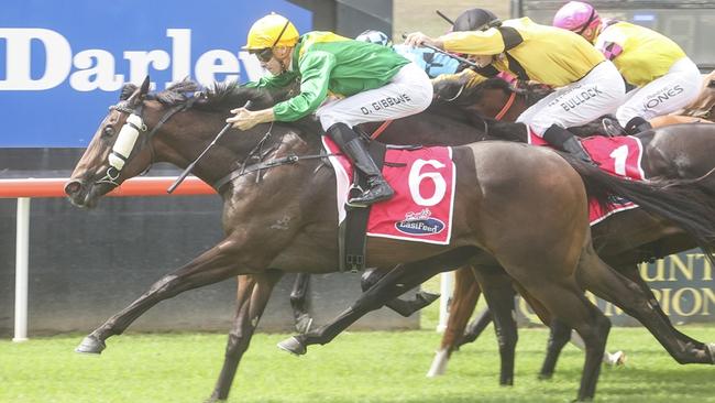Exciting filly Shine Your Light makes her season return at Scone on Sunday. Picture: Bradley Photos