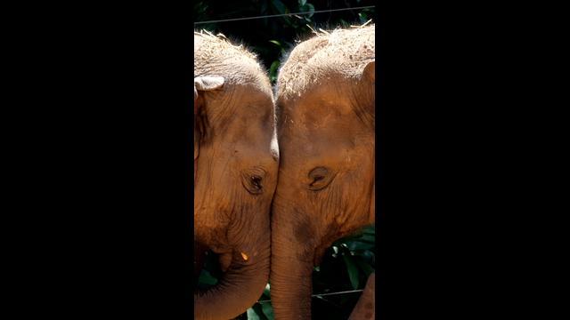 Elephants ready for new Werribee Zoo home