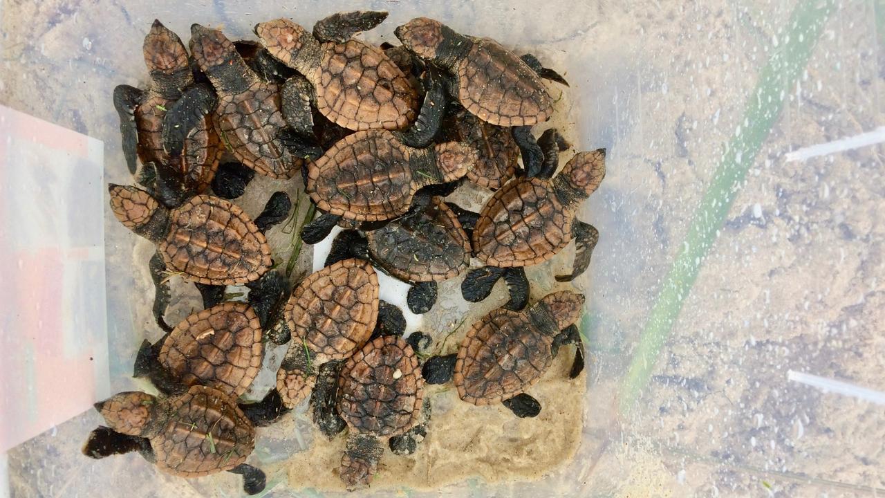 More than 40 disorientated turtle hatchlings rescued from a Woorim ...