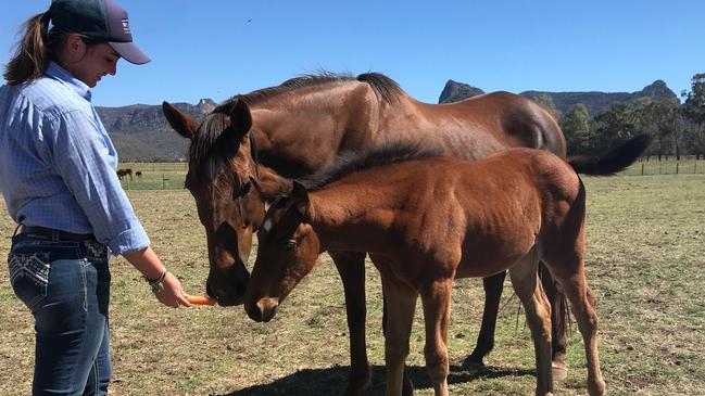 Vow And Declare’s mother Geblitzt with her new foal.