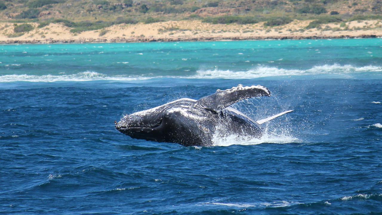 Exmouth, gateway to Ningaloo Reef, puts whale sharks and humpback tours on  the map | The Australian