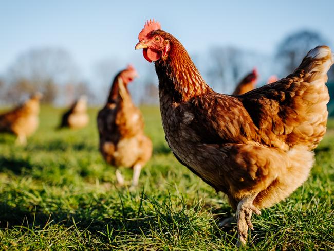 Chicken or hen on a green meadow. Selective sharpness. Several chickens out of focus in the background