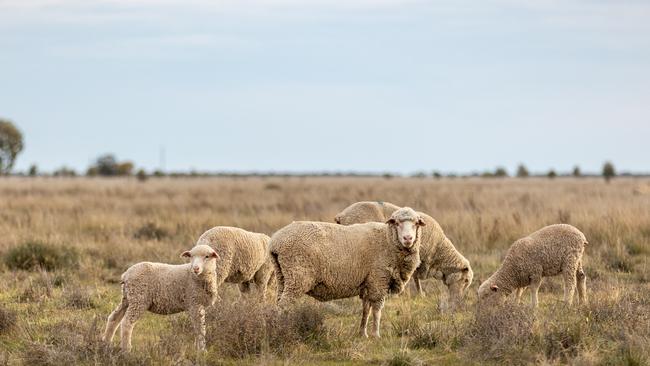 With a price guide of about $1729 a hectare ($700 an acre) Eriwah and Gum Creek could fetch $10.56 million.