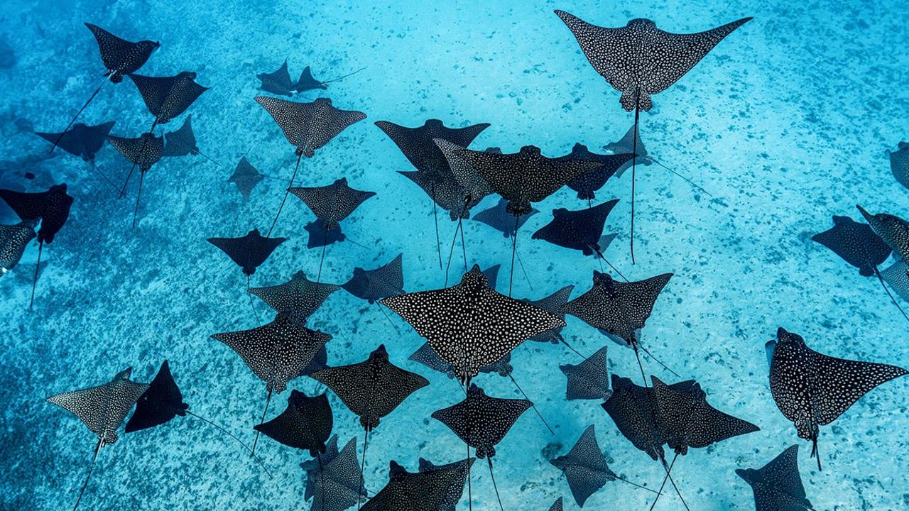 A fever of spotted eagle rays glides through crystal-clear water in Moorea, French Polynesia.