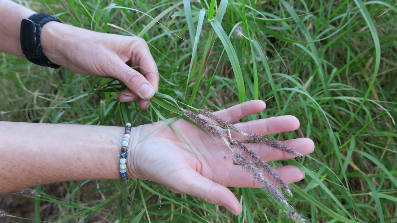 Red Earth Roaming tour guide Kirsty Holmgren holds up buffel grass at Emily Gap, just outside of Alice Springs. The grass is identifiable by the black to purple seed heads. Picture: Gera Kazakov