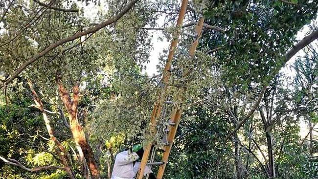 ON THE JOB: The Tweed Volunteer Rescue Association extends a ladder to rescue River the cat. Picture: Facebook