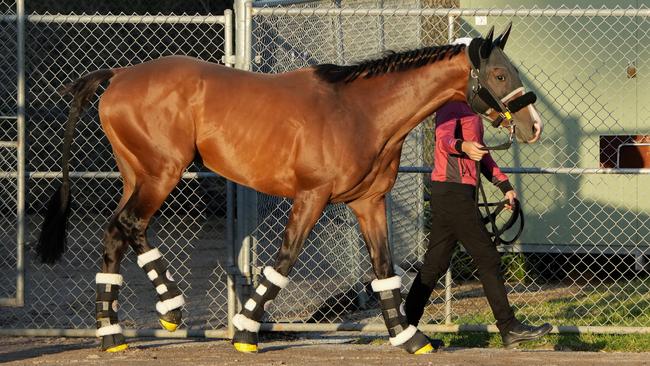 International Horse Prognosis  arrives at the Werribee International Horse centre on September 30, 2024 in Melbourne, Australia. (Photo by George Sal/Racing Photos via Getty Images)