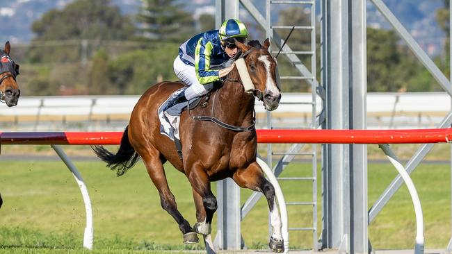 Taunting winning at Morphettville Parks last September. Picture: Makoto Kaneko