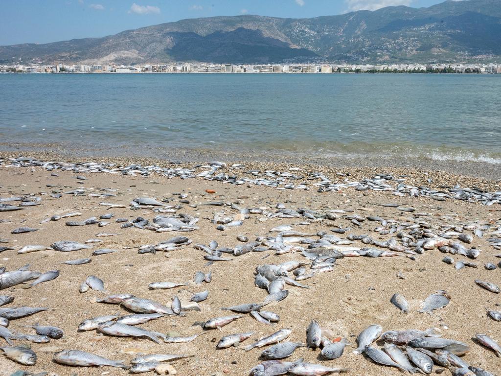 The mayor moaned that stench was horrendout. Picture: EPA/Nikos Chatzipolitis