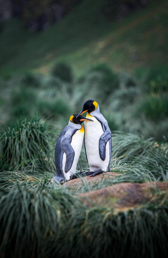 Penguins find love in at the end of the world in South Georgia. Picture: Malin Hanning/Vital Impacts