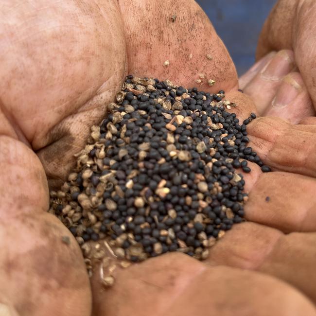 Subclover seed harvested at Winchendonvale in southern NSW. Picture: Nikki Reynolds