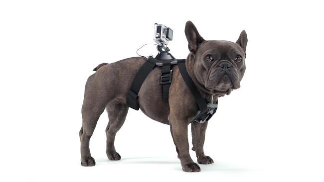 GoPro camera mount for dogs