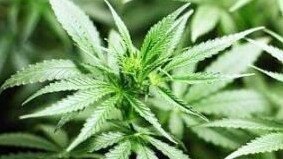 SMOKING WEED: A man has been slapped with a good behaviour order after police found a small amount of marijuana in his car.