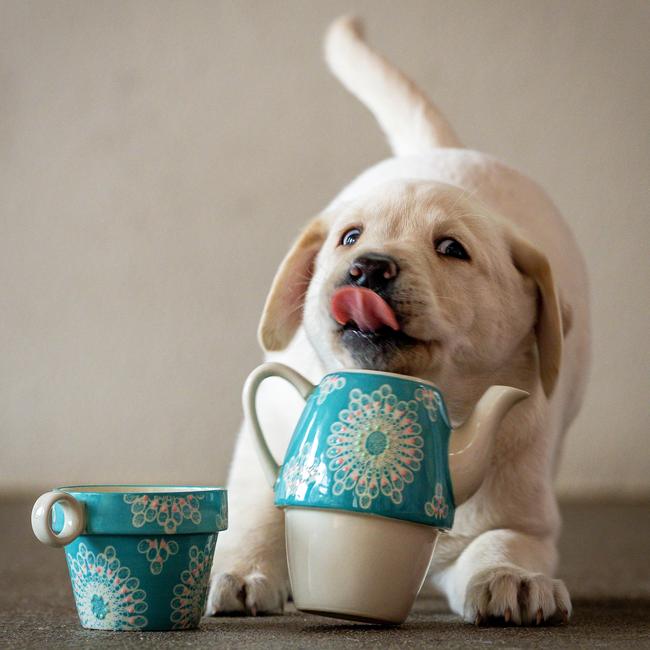 Guide Dogs Victoria presents a one-day only pop-up puppy cafe for International Guide Dog Day on April 24. Picture: Jake Nowakowski