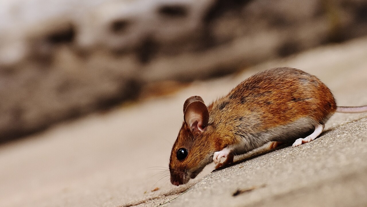 NSW experiencing mice 'plague' as floods create ‘perfect breeding ground’