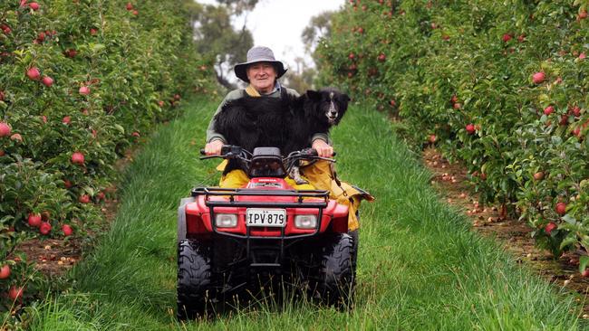 Apple Grower Ashley Mason at the Mason's Forest Range Property.