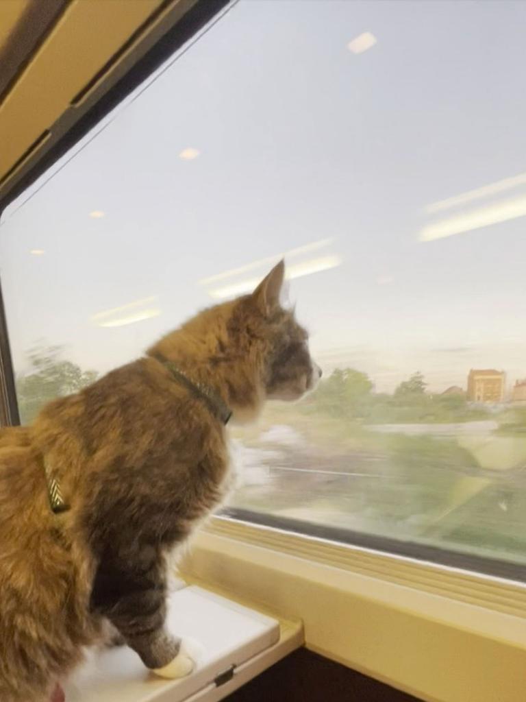 So far, Bao Zi has been to five countries, 45 states and 22 national parks. Picture: Caters News Agency