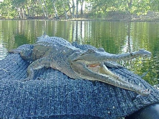 Croc who bit man ‘not a risk to humans’, authorities say