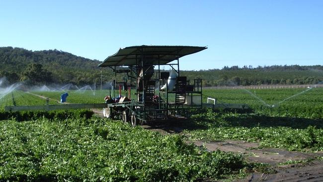 The urban fringe produces nearly half of all vegetables for the city’s population but is under threat.