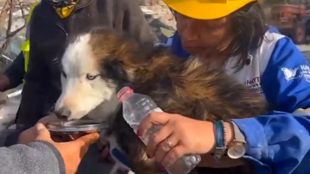 Türk kurtarma ekipleri, yıkıcı depremden üç hafta sonra mahsur kalmış bir köpeği kurtardı