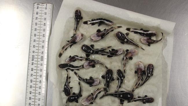 Two passengers from Hong Kong are on the hook for $54,000 after trying to smuggle more 240 rare live fish in their suitcases. Picture: Supplied