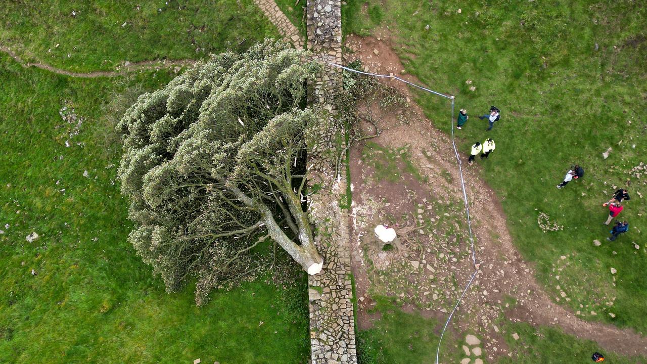 The tree on Hadrian's Wall was found last week. Picture: Jeff J Mitchell/Getty