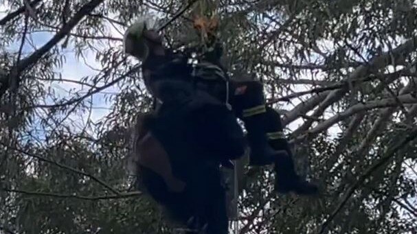 Fire and Rescue NSW save a paraglider from a dangerous brush with a gum tree at Laurieton September 24 2024.