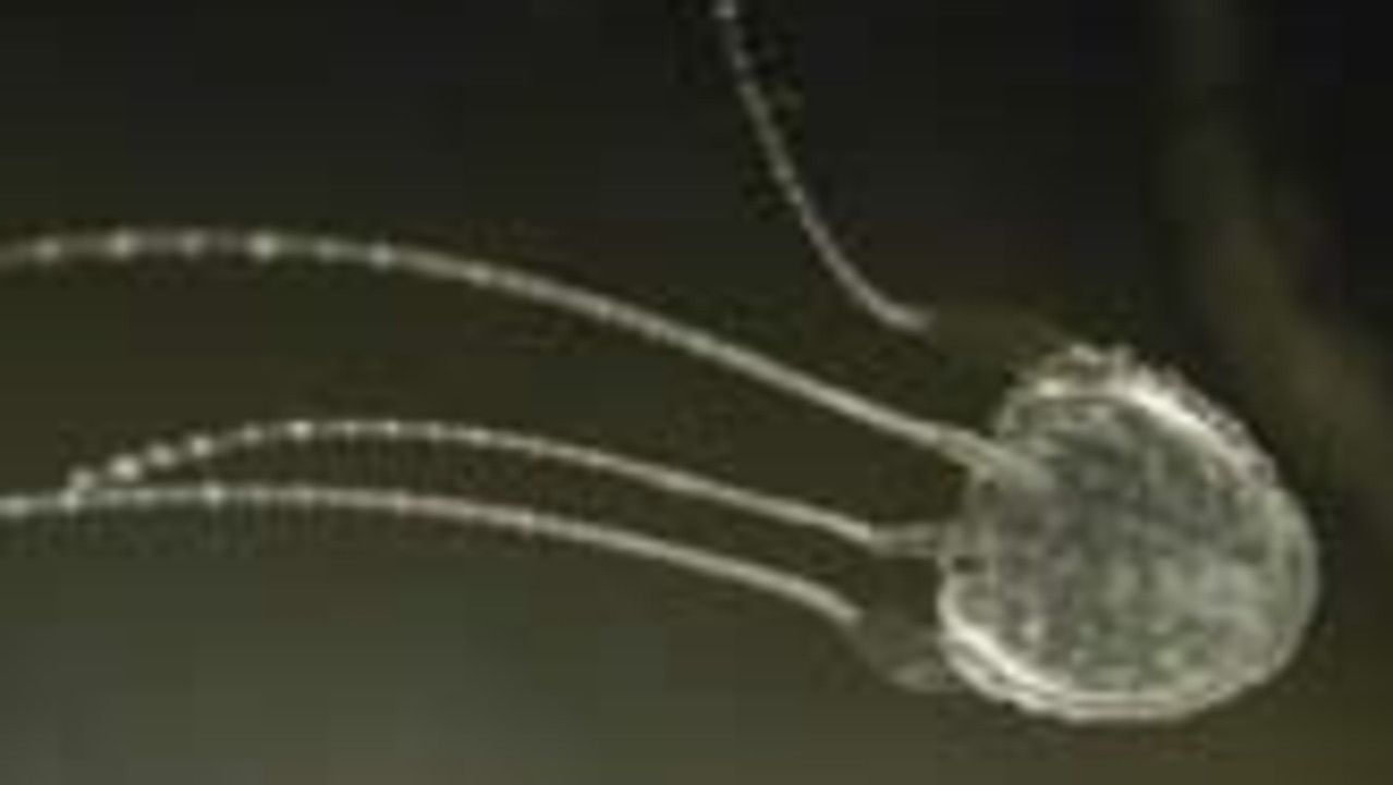 An Irukandji jellyfish sting can cause severe pain.