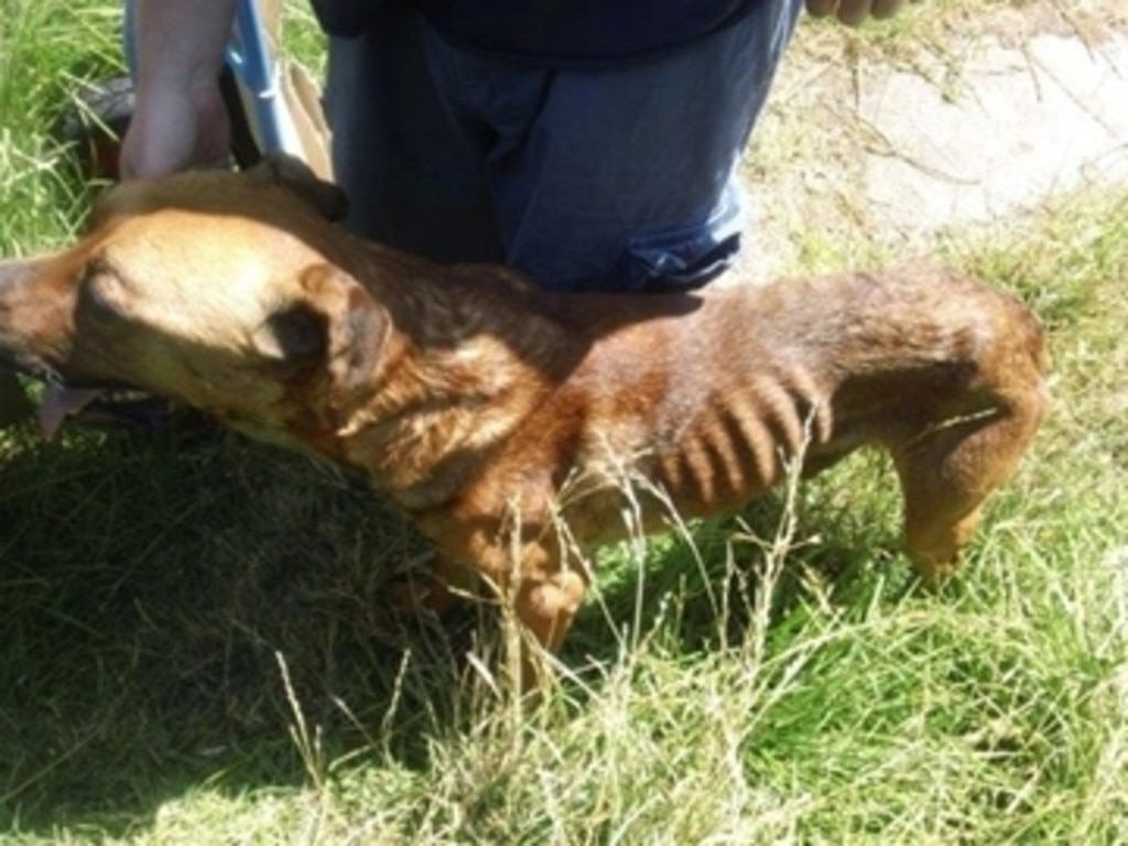 RSPCA inspectors found Jester at a property in Millicent along with the dead body of another dog. Jester has since found a new family and his previous owner was jailed for four months. Picture: RSPCA