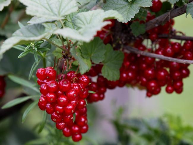 Red currants at the Westerway raspberry farm