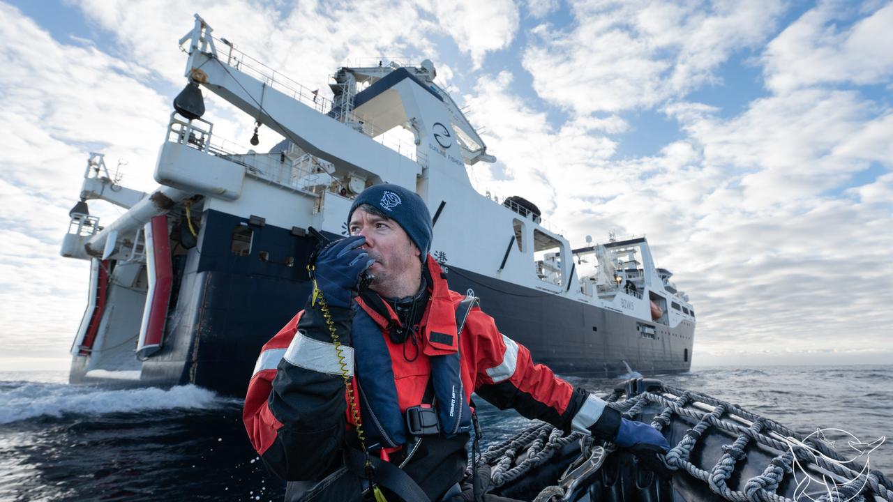 Save Or Plunder: Both Sides In For The Krill In Southern Ocean | The ...