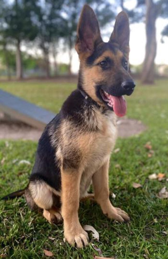Max: Geremie Johnson's 2 month old German Shepherd