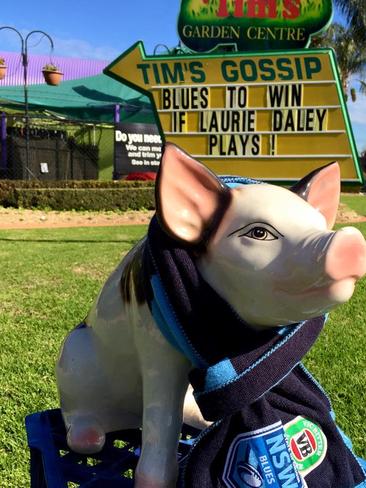 Pig cheers for the Blues in the State of Origin.