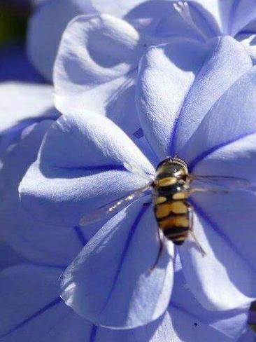 Rachel Murphy found this bee in her front yard. #SnapSydney #SnapSydney2016 #SnapMacarthur