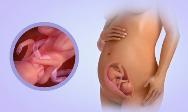 24 weeks fetus in womb