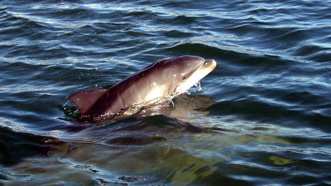 Marianna as a calf, pictured in 2005.