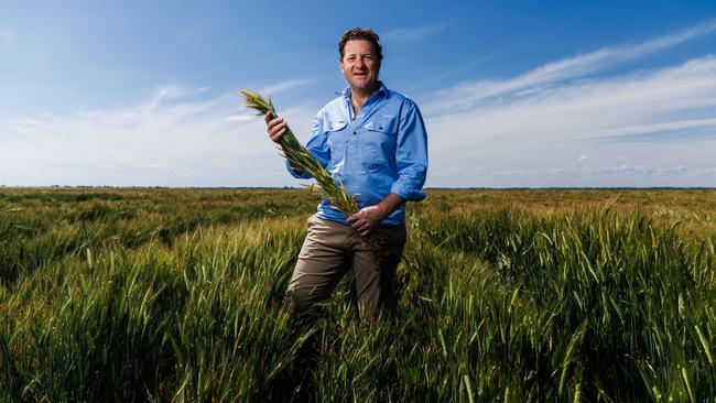 goFarm managing director Liam Lenaghan in a barley crop at their Lake Boga property in northern Victoria. Picture: Aaron Francis