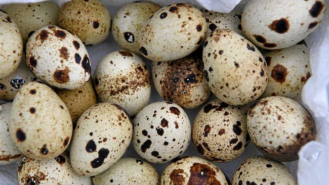 GOURMET INGREDIENT: Xavier Mollenhagen started selling quail eggs after a family friend suggested it. Picture: Mike Knott BUN200319EGG10