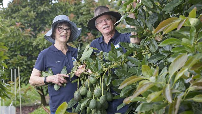 Avocado growers Paul and Maria Bidwell at Gawler, where their crop is being harvested. Picture: Chris Kidd 