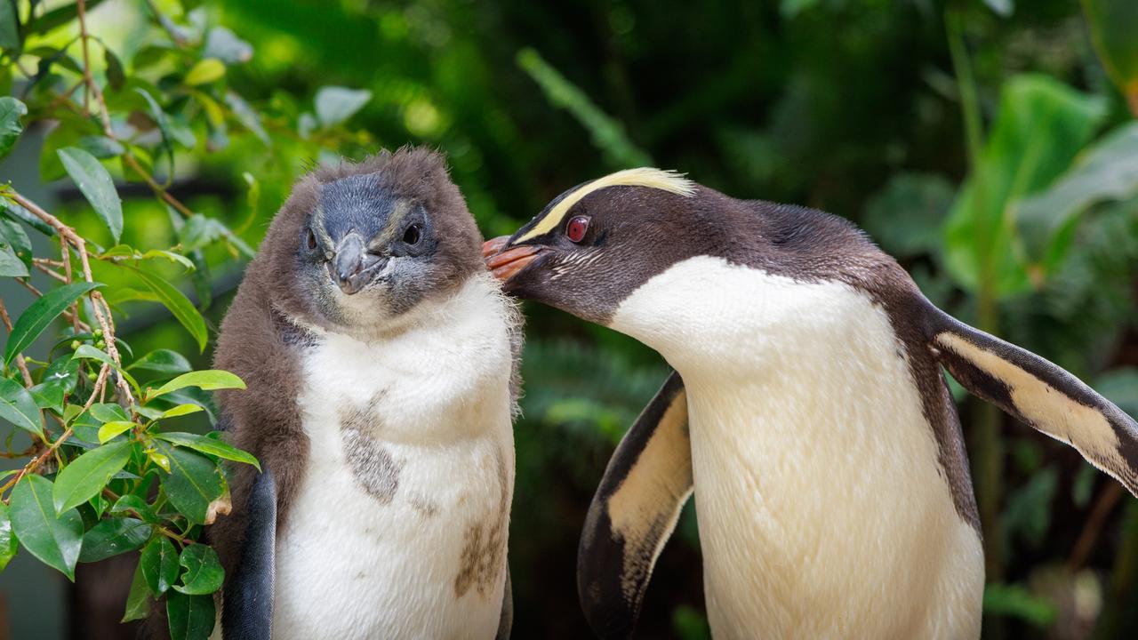 Meet Australia’s precious penguins