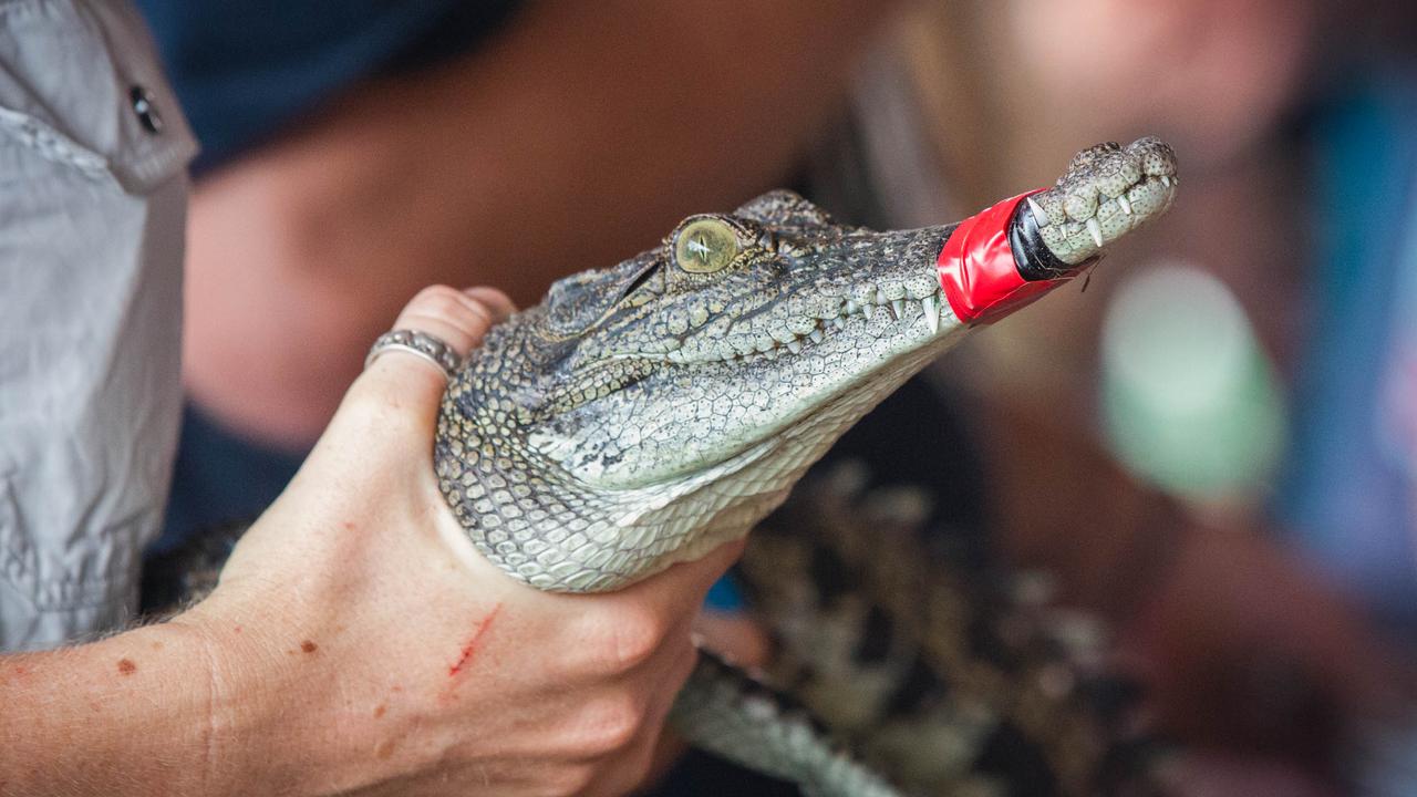 Croc racing at the Berry Springs Tavern for Melbourne Cup Day: One of the competing crocs, ‘My Tiny Croc. Picture: GLENN CAMPBELL