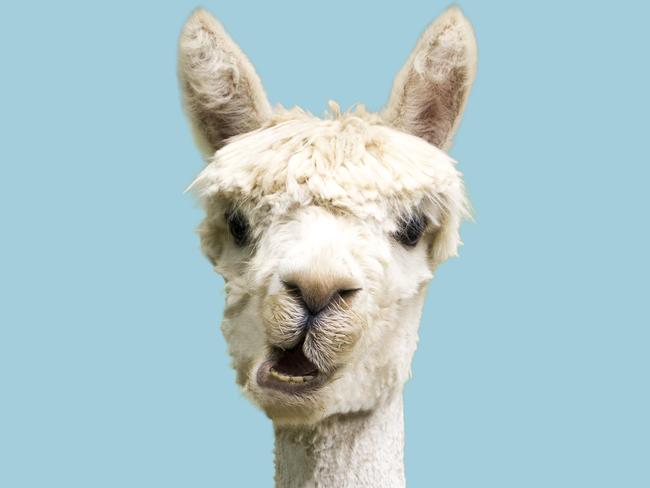 White funny alpaca on blue background