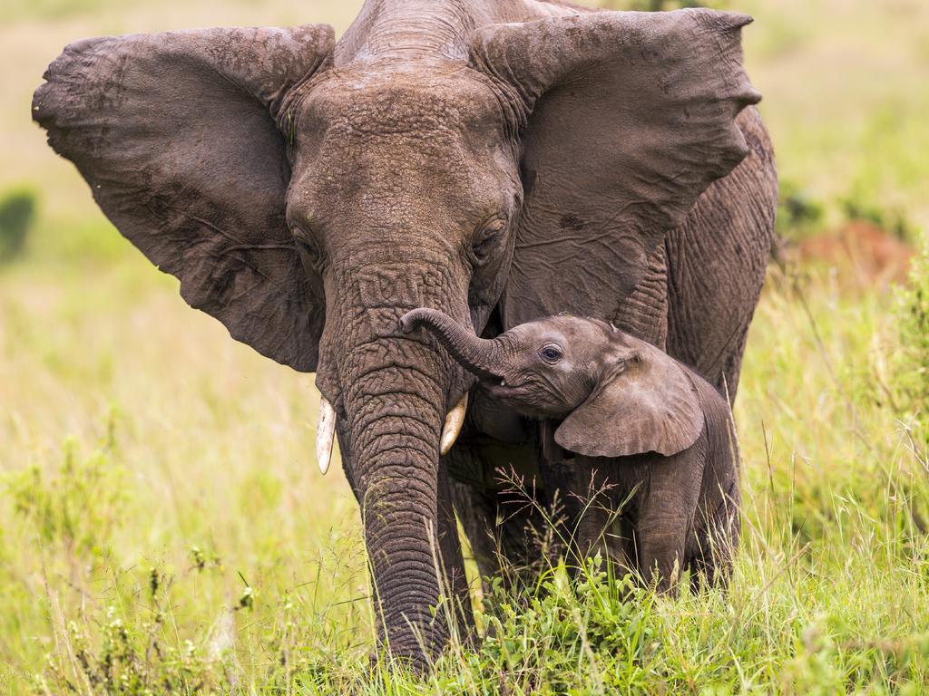 Mother’s love: Cow elephant takes a walk in the wild with her baby