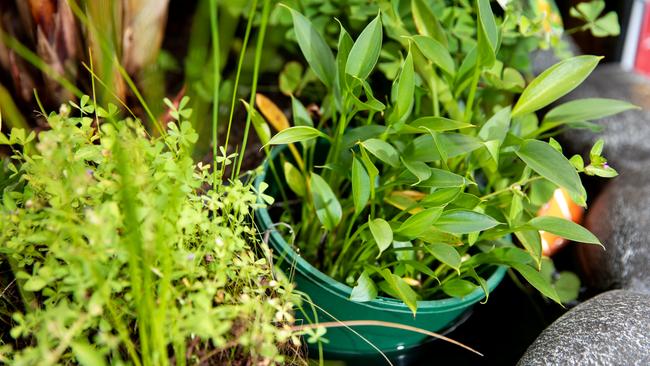 Growing water plants is easy if you know how. Picture: Dominika Lis.